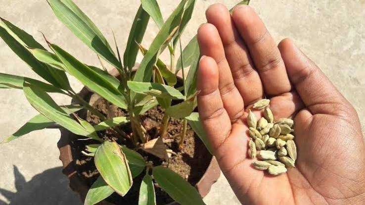 Cardamom Plants — Cardamom sapling available at Agro Nursery Garden